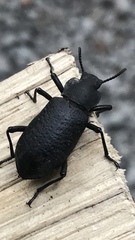 Iphthiminus serratus