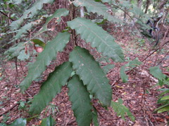 Cupaniopsis flagelliformis