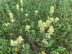 Castilleja unalaschcensis