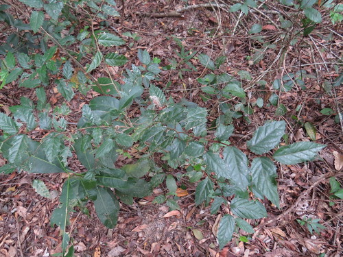 Aphananthe philippinensis observed 2020-08-01