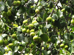 Pyrus communis pyraster