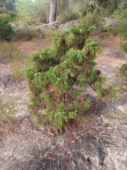Juniperus navicularis