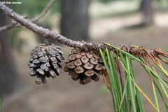Pinus lumholtzii