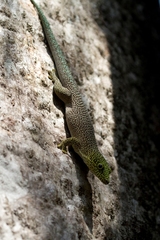 Phelsuma standingi