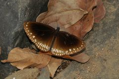 Euploea klugii kollari