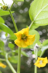 Physalis philadelphica