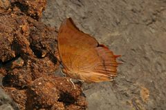 Charaxes psaphon