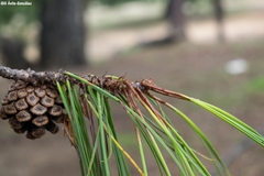 Pinus lumholtzii