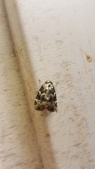 Chytonix mniochroa