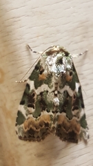 Chytonix mniochroa