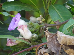 Argyreia capitiformis