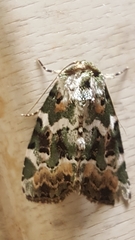 Chytonix mniochroa