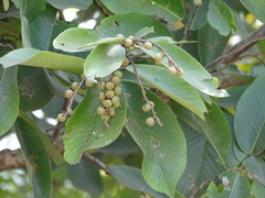 Bridelia retusa