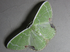 Comibaena subdelicata