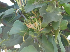 Dendrophthoe falcata