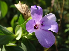 Barleria gibsonioides