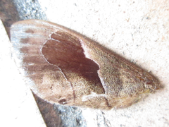 Paralebeda plagifera
