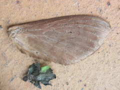 Paralebeda plagifera