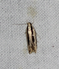 Ardozyga chionoprora