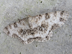 Ophthalmitis albosignaria