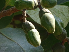 Semecarpus anacardium