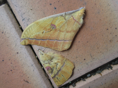 Antheraea yamamai
