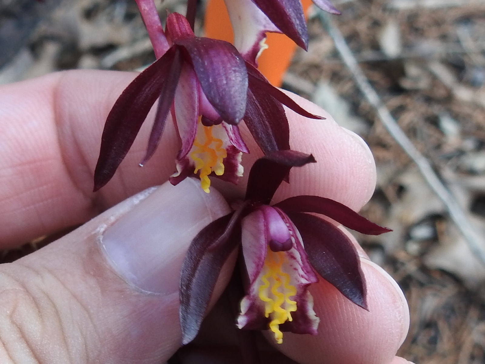 Bletia warnockii (Ames & Correll) Sosa & M.W.Chase 2