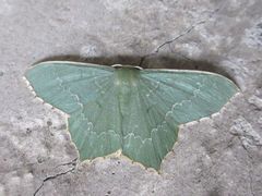 Maxates grandificaria