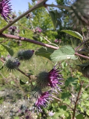 Arctium lappa