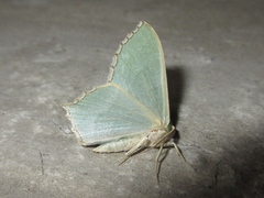 Maxates grandificaria