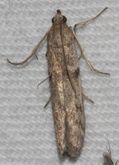 Cryptoblabes hemigypsa