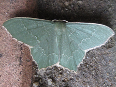 Maxates grandificaria