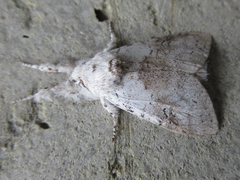 Calliteara pseudabietis