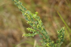 Acacia littorea