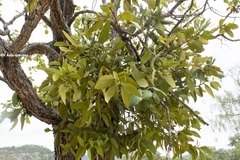 Phoradendron reichenbachianum