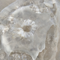 Rhopilema hispidum