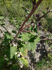 Arctium lappa