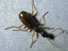 Odacantha aegrota