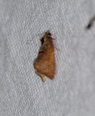 Glyphidoptera insignana