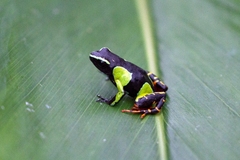 Mantella baroni