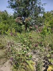 Arctium lappa
