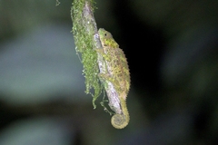 Calumma crypticum