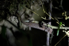 Brookesia thieli