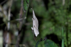 Palleon nasus