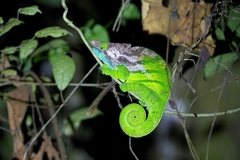 Calumma oshaughnessyi