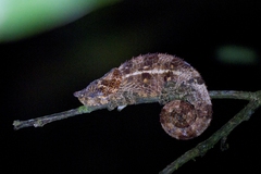 Calumma crypticum