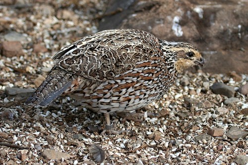 Northern Bobwhite, photo 5 of 10