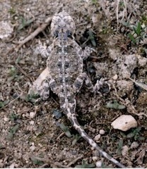 Phrynocephalus persicus