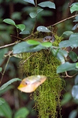 Xanthomixis cinereiceps