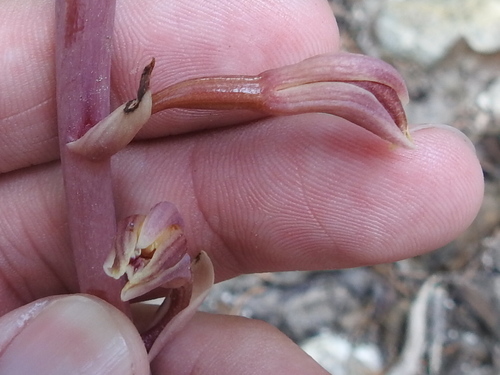 Image of Arizona crested coralroot by (c) Sam Kieschnick, some rights reserved (CC BY)
